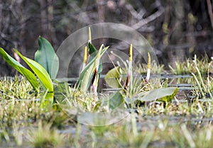 Golden Club Neverwet plant with flowers in the swamp