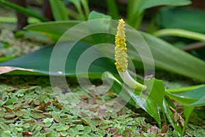 Golden-club Orontium aquaticum, lance-shaped spike with small golden yellow flowers