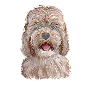 Golden Cockapoo dog digital art illustration of cute canine animal. Mixed-breed dog cross between American Cocker or English