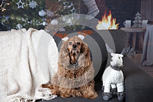 Golden cocker spaniel with Christmas antlers