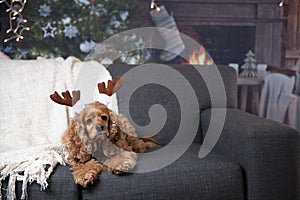 Golden cocker spaniel with Christmas antlers