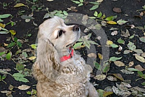 Golden Cocker Spaniel dog standing against a white background .