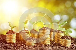 Golden coils in soil with young plants