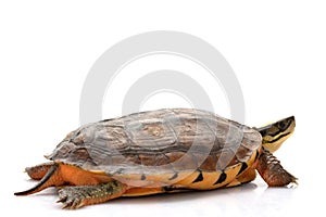 Golden coin box turtle