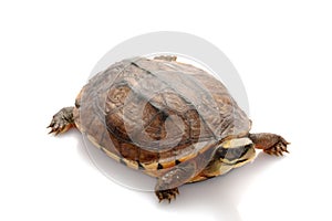 Golden coin box turtle