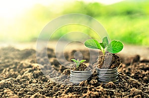 Golden coins in soil with young plant. Money growth concept.