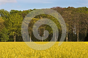 Golden coleseed field