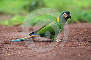 Golden-collared macaw photo