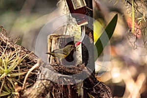 Golden collared manakin Manacus vitellinus