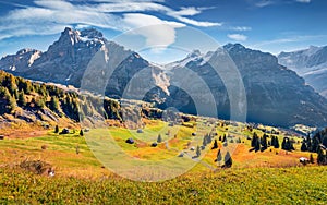 Golden color of alpine meadow. Aerial autumn view of Grindelwald village valley from cableway. Majestic morning view of Wetterhorn