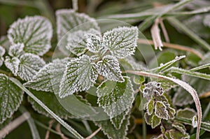 Farbe Herbst Blätter natur 