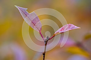 Farbe Herbst Blätter natur 