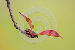 Farbe Herbst Blätter natur 