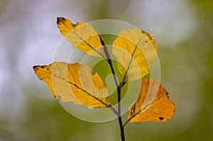 Farbe Herbst Blätter natur 