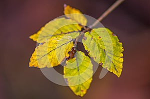 Farbe Herbst Blätter natur 