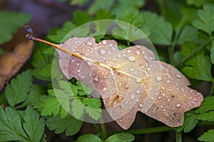 Farbe Herbst Blätter natur 