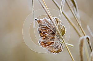 Farbe Herbst Blätter natur 