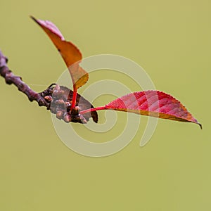 Farbe Herbst Blätter natur 