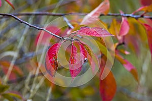 Farbe Herbst Blätter natur 