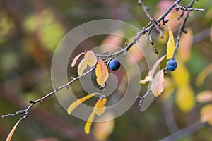 Farbe Herbst Blätter natur 