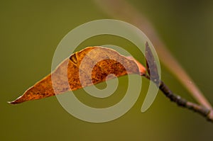 Farbe Herbst Blätter natur 