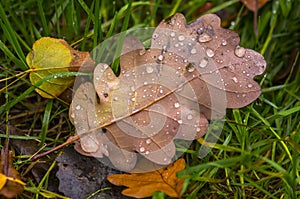 Farbe Herbst Blätter natur 