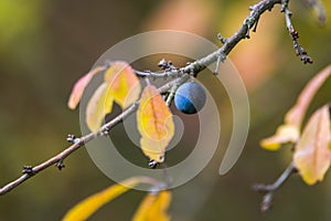 Farbe Herbst Blätter natur 