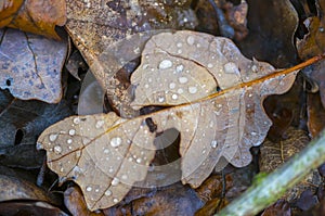 Farbe Herbst Blätter natur 