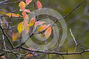 Farbe Herbst Blätter natur 