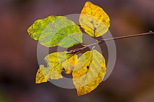 Farbe Herbst Blätter natur 