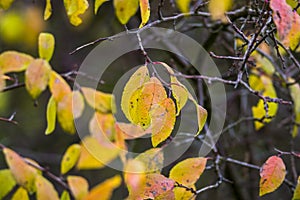 Farbe Herbst Blätter natur 