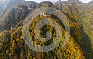 the golden color forest in mountains