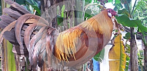 golden color of gamecock rooster