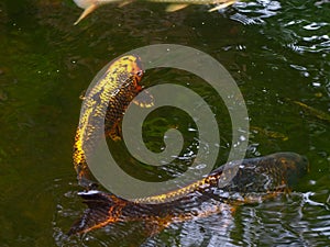 Golden color Japanese Koi carp swimming in a pond