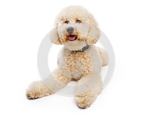 Golden color Labradoodle Dog