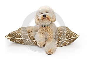 Golden Color Labradoodle Dog with Clipping Path