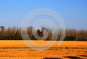 Golden color rice filed in countryard of Gaoyou city, China photo