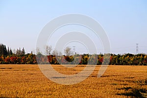 Golden color rice filed in countryard of Gaoyou city, China photo