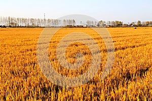 Golden color rice filed in countryard of Gaoyou city, China photo