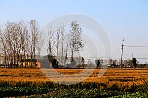 Golden color rice filed in countryard of Gaoyou city, China photo