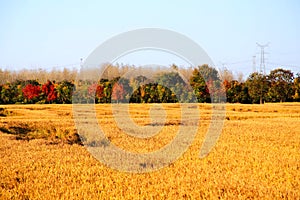 Golden color rice filed in countryard of Gaoyou city, China photo