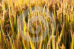 Golden color rice filed in countryard of Gaoyou city, China photo