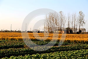 Golden color rice filed in countryard of Gaoyou city, China photo