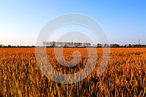 Golden color rice filed in countryard of Gaoyou city, China photo