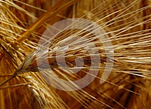 golden color rye crop ear and grain seeds in macro view. soft blurred background