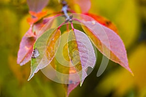 Farbe Herbst Blätter natur 