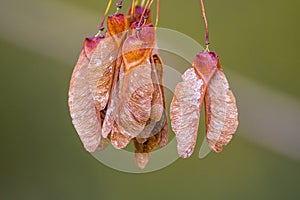 Farbe Herbst Blätter natur 