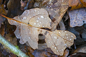 Farbe Herbst Blätter natur 