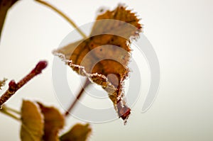 Farbe Herbst Blätter natur 