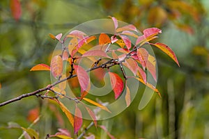 Farbe Herbst Blätter natur 